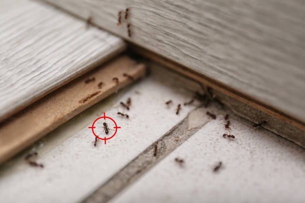 Best Flea Control Services  in Kissimmee, FL