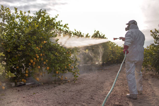 Best Ant Control Services  in Kissimmee, FL