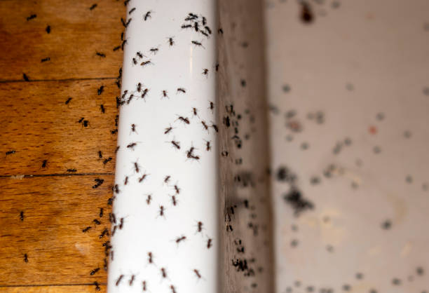 Wasp Removal Services in Kissimmee, FL