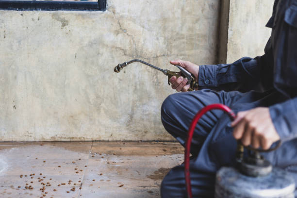 Best Wasp Removal Services  in Kissimmee, FL