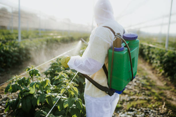 Best Termite Control Services  in Kissimmee, FL
